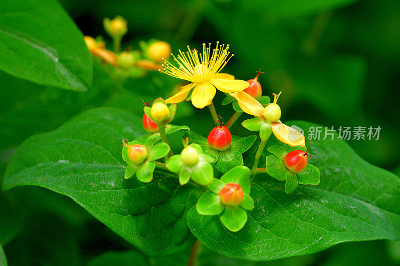 androsaemum / Tutsan / Sweet-amber:花和果